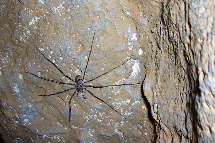 Höhlenspinne