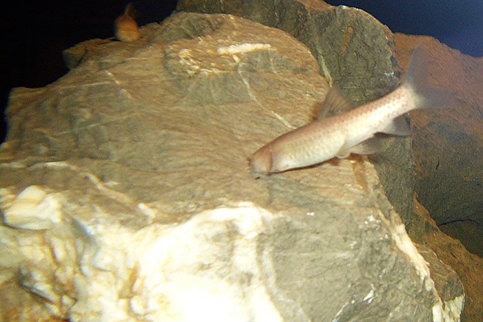 Höhlenfisch ohne Augen