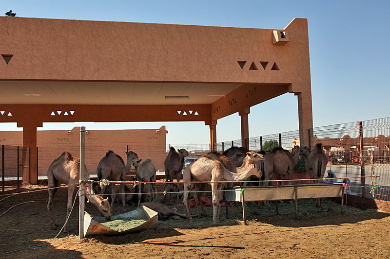 Auf dem Kamelmarkt in Al Ain