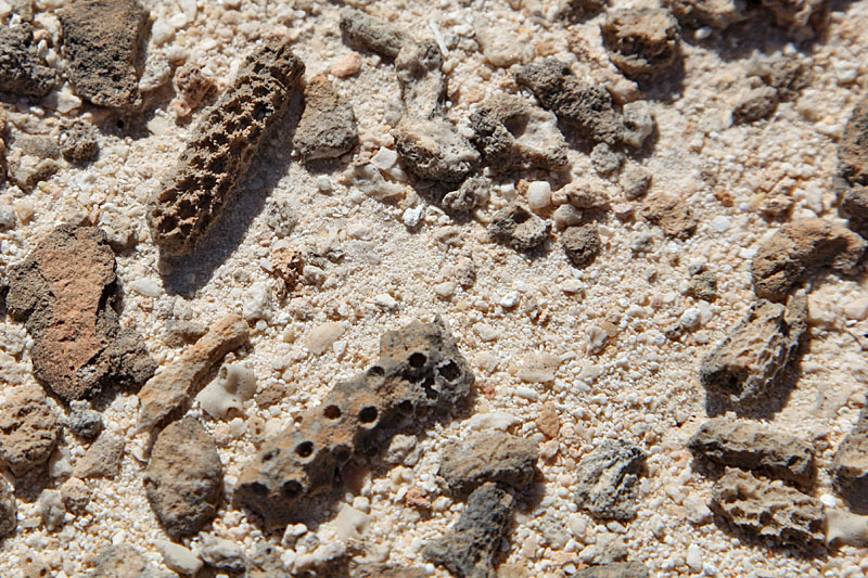 ... nach Fossilien