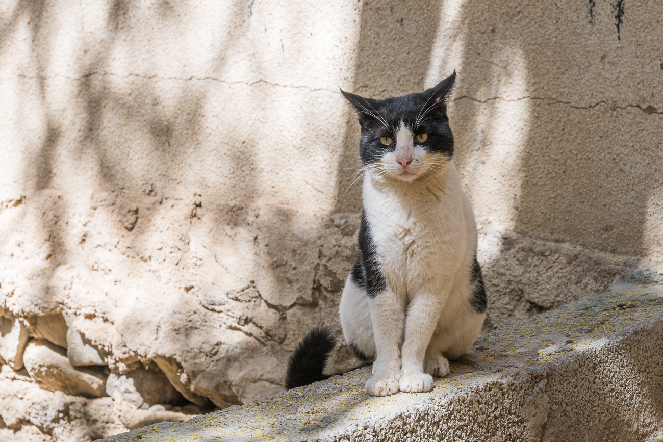Geduldige Katze