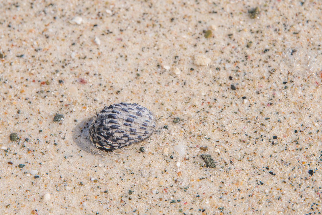 Muschel im Sand
