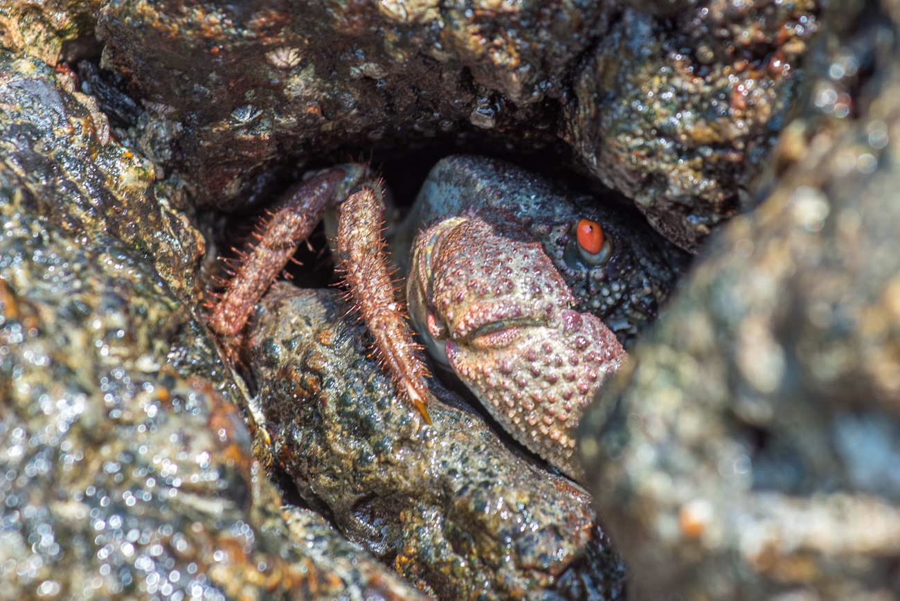 Krabbe im Versteck