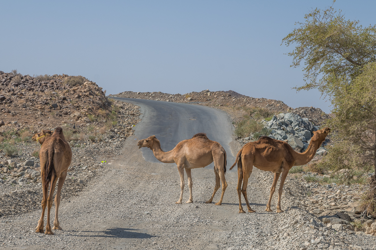 Einige der zahlreichen Dromedare, auf die wir im Oman getroffen sind (oft auf der Straße)