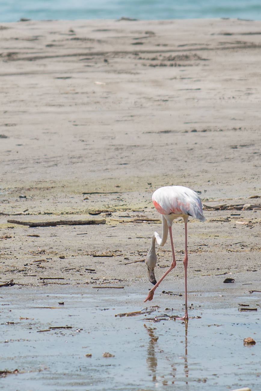 Flamingo auf Futtersuche