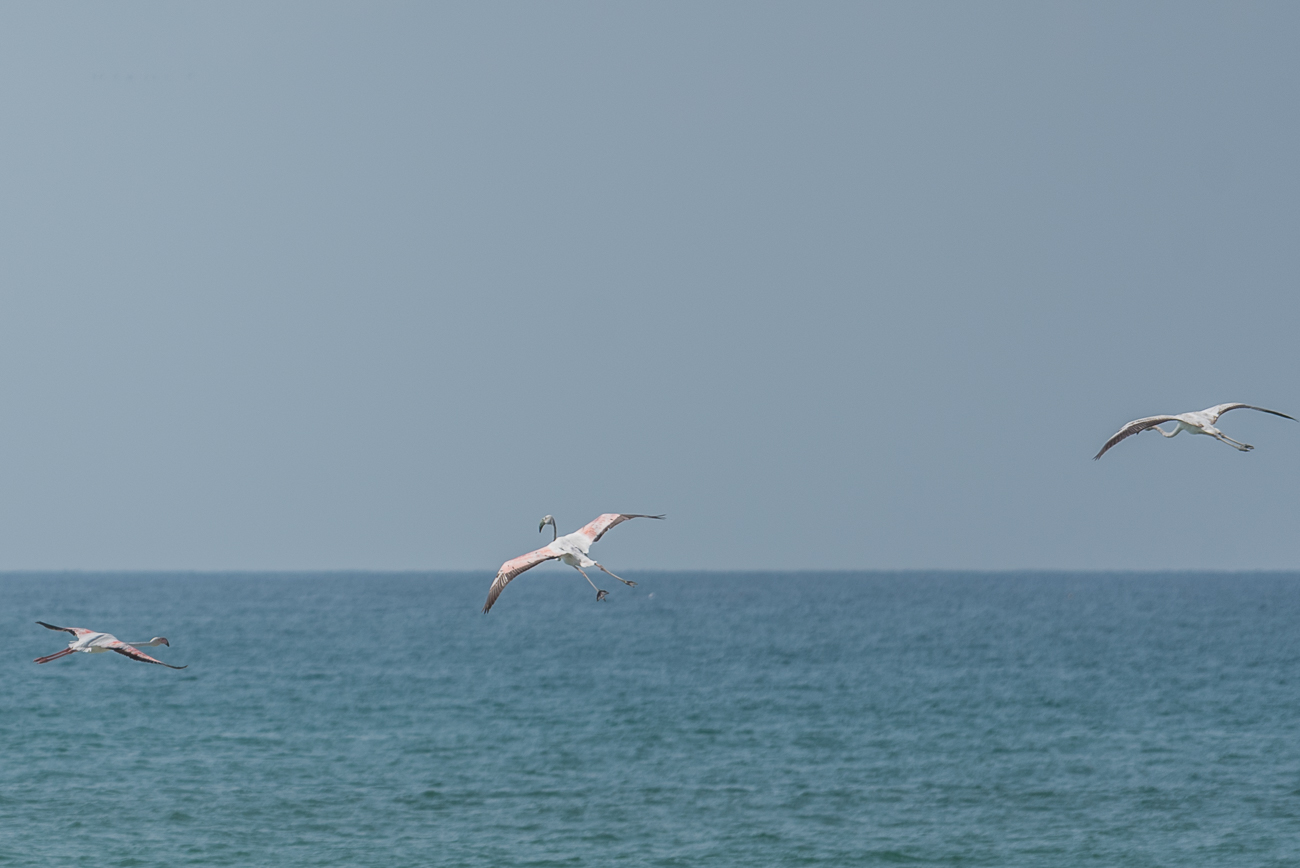 Flamingos im Flug