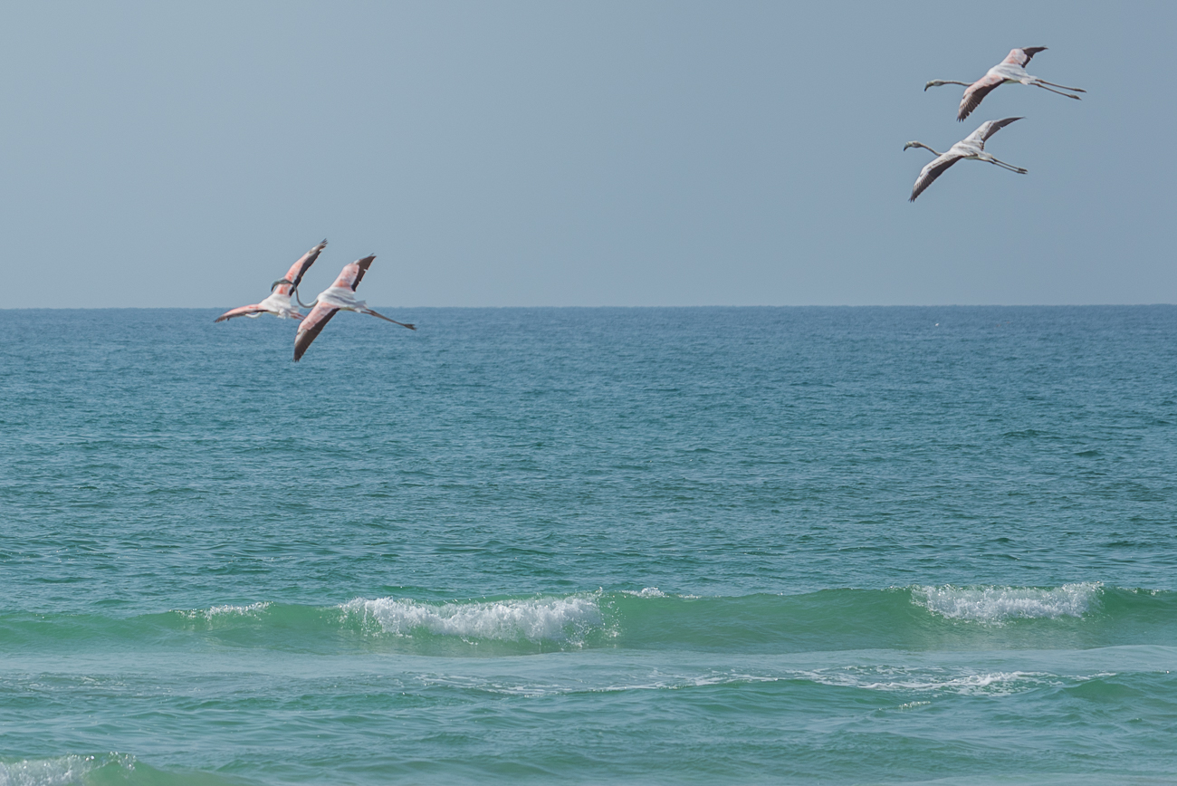 Flamingos im Flug