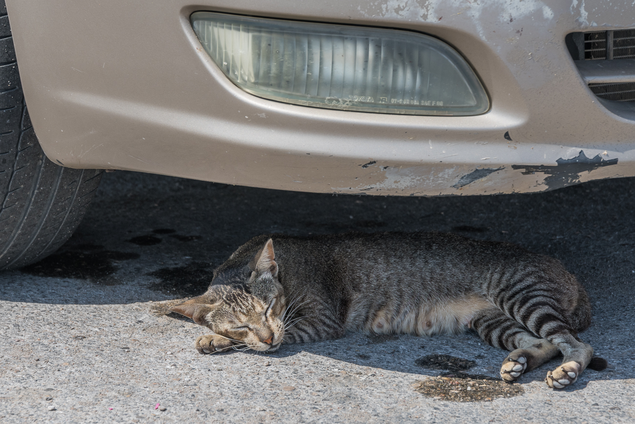 Katze sucht den Schatten