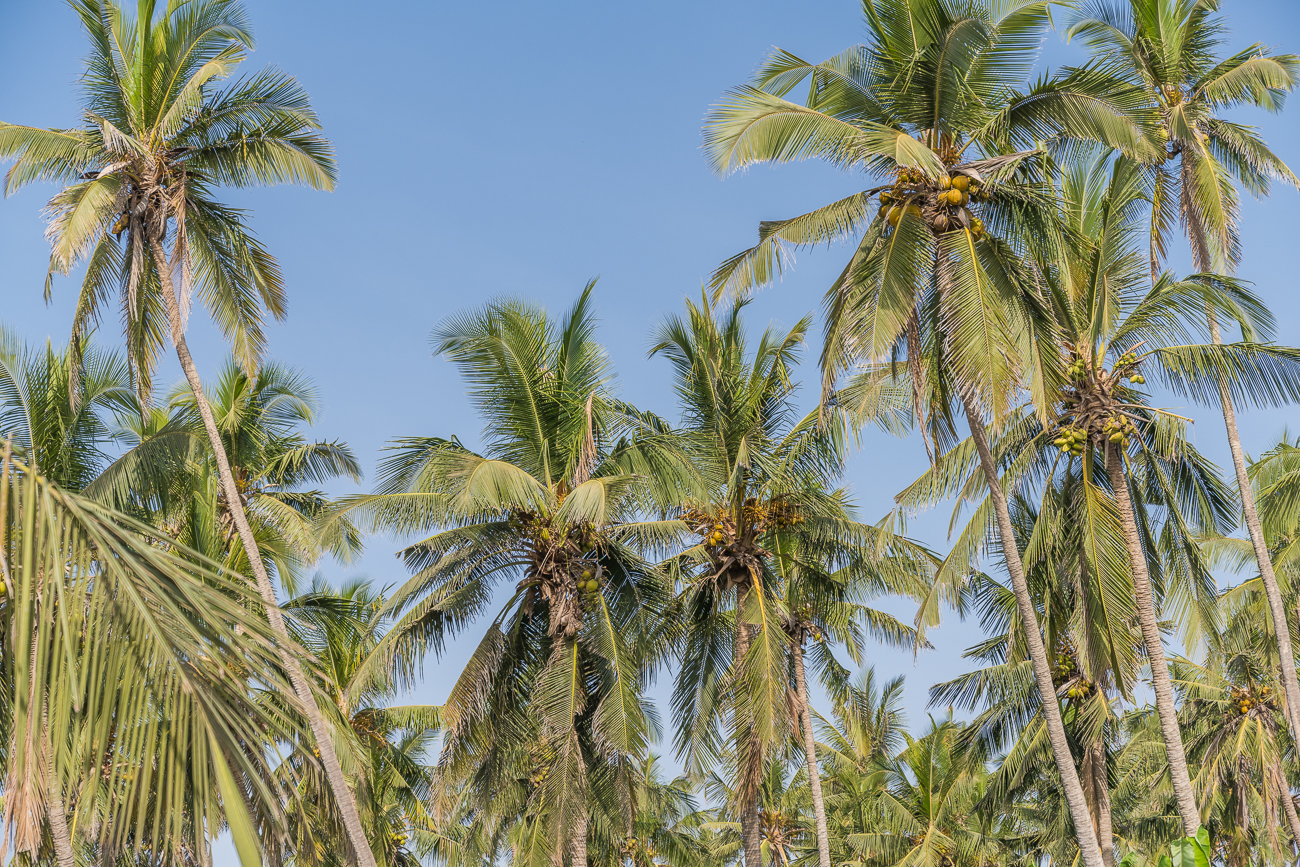 Kokospalmen in Salalah