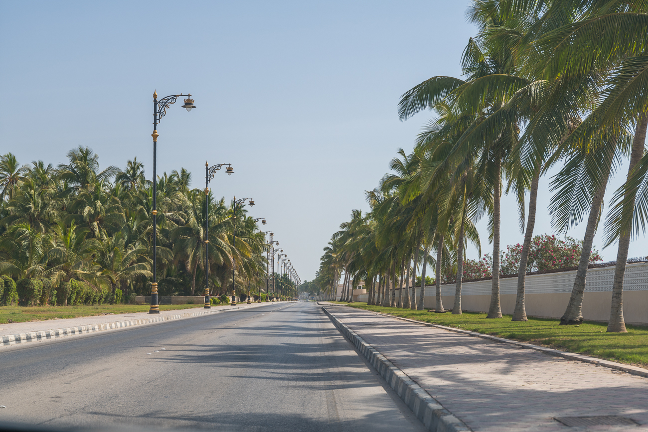 Palmenallee bei Sudh