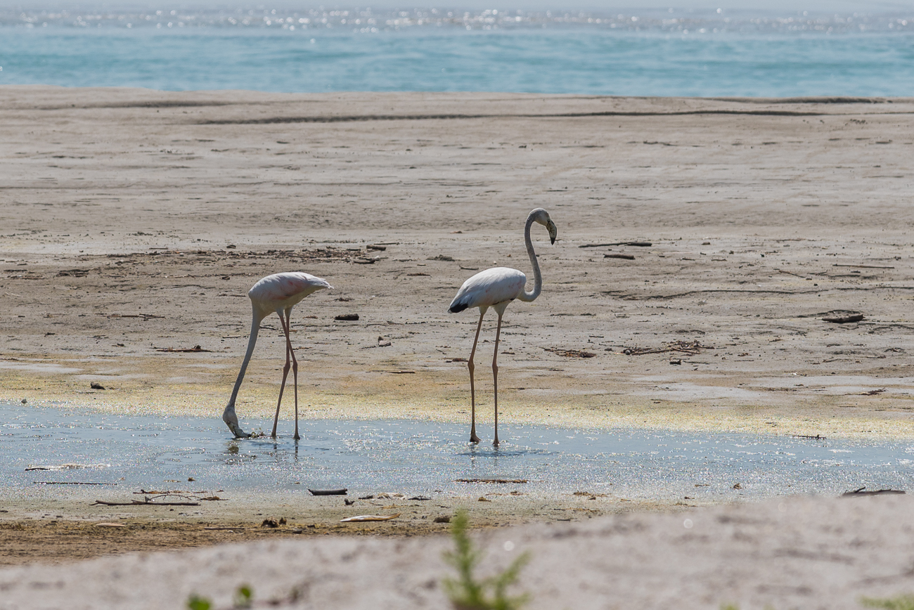 Flamingos bei Taqa
