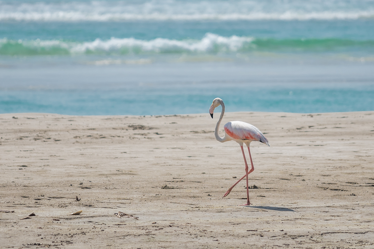 Flamingo bei Taqa