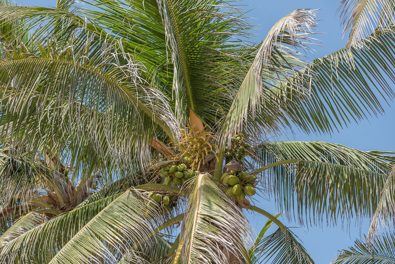 Kokospalme am Strand ...