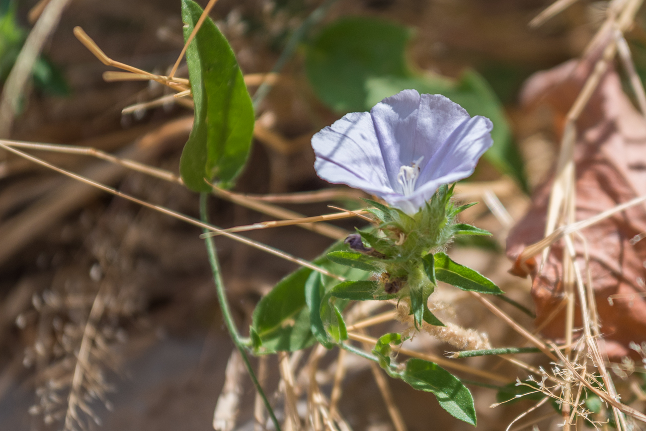 Das Wasser lässt die Vegetation sprießen