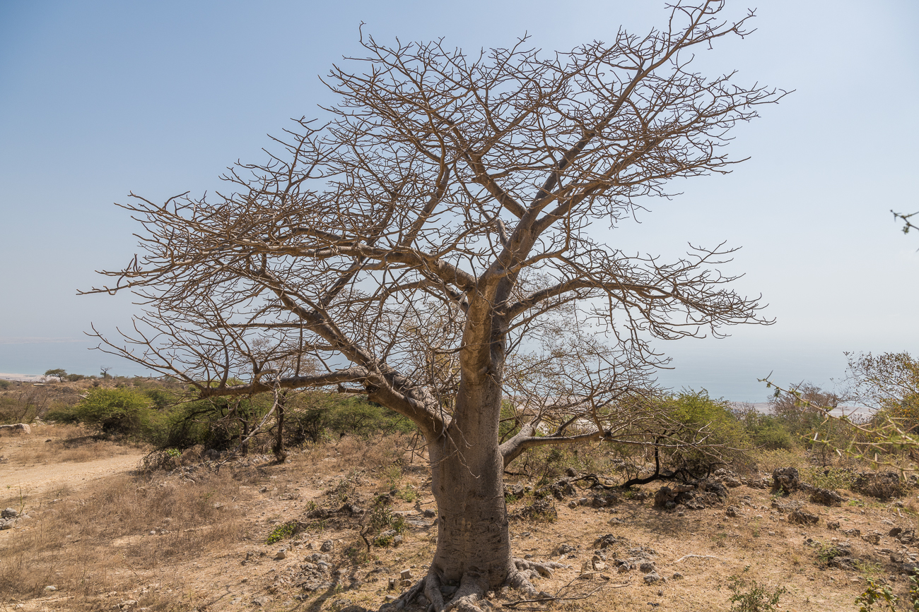 Einer der Baobabs die hier unten wachsen
