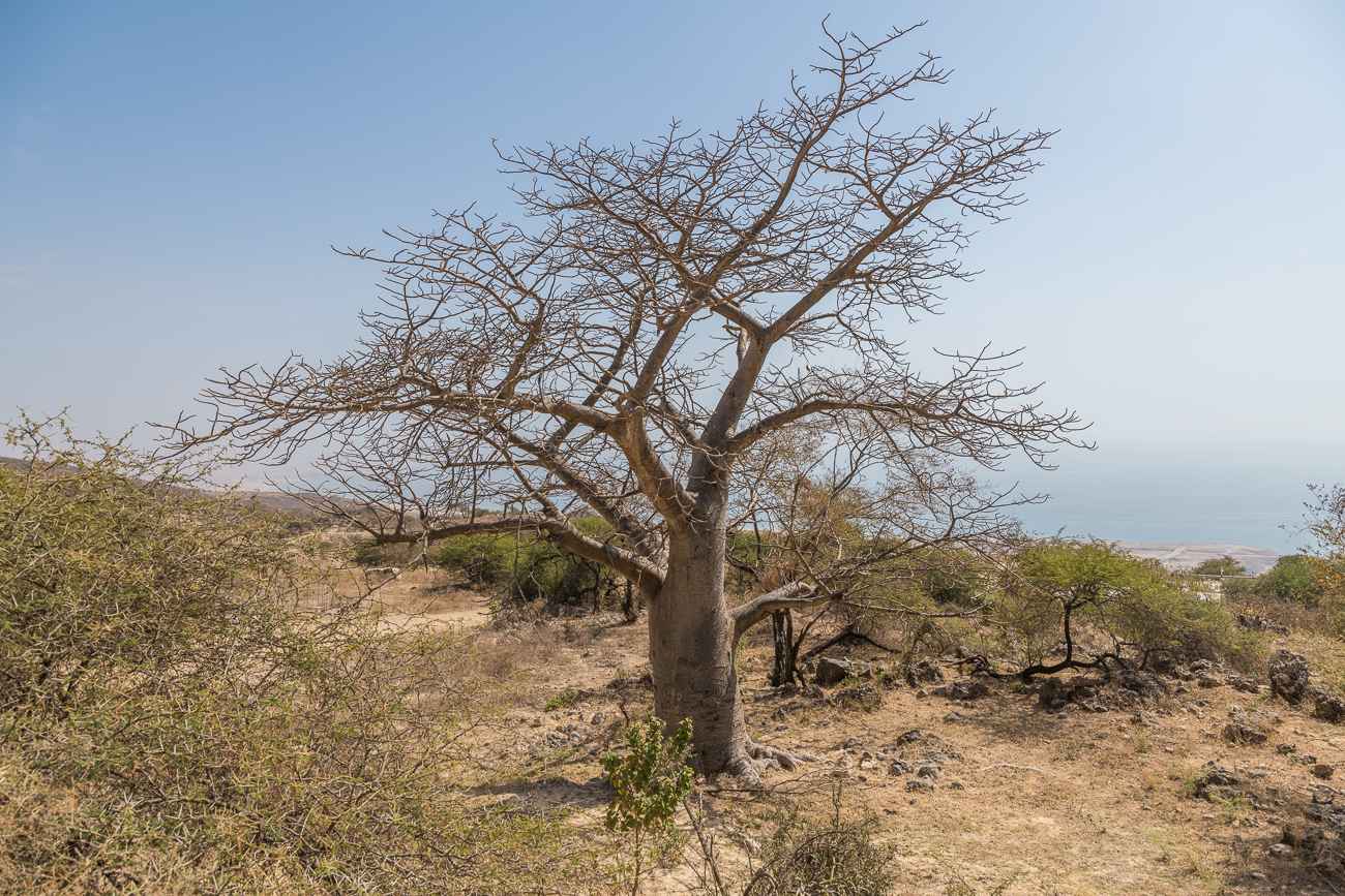 Man nimmt an, dass die Samen über Handelsbezihungen des Oman mit Ostafrika hierher kamen