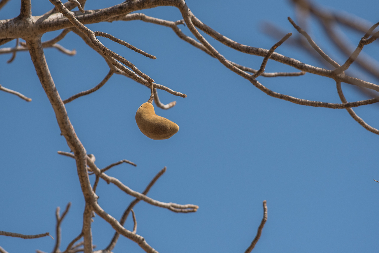 Frucht des Baobabs