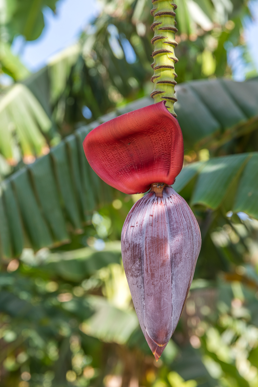 Bananenblüte ...