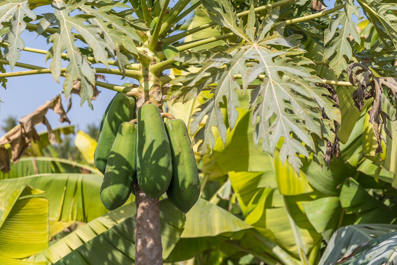 Papayas am Baum