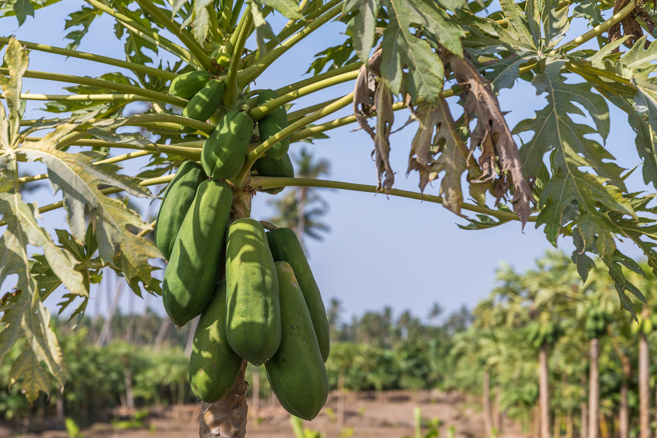 Papayas am Baum
