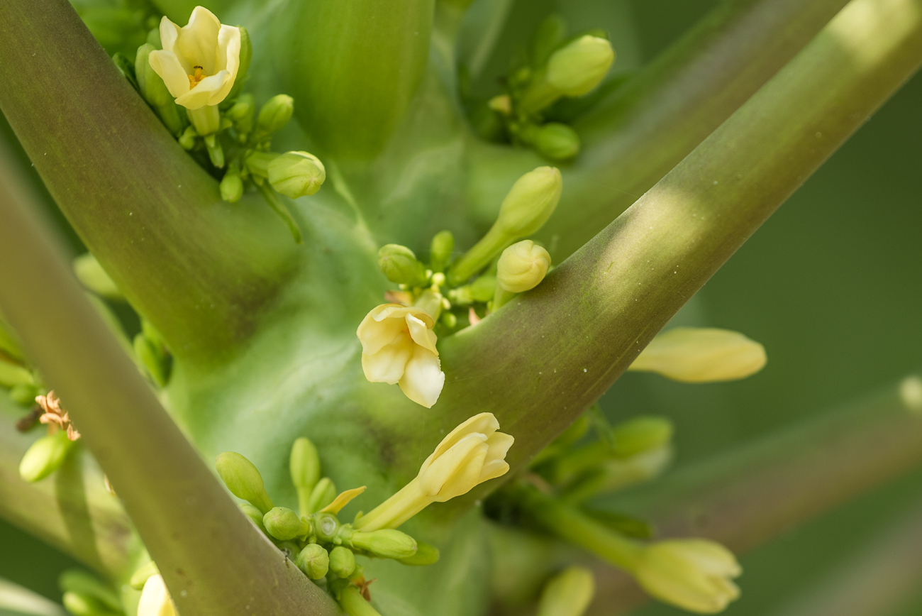 Blüten der Papaya