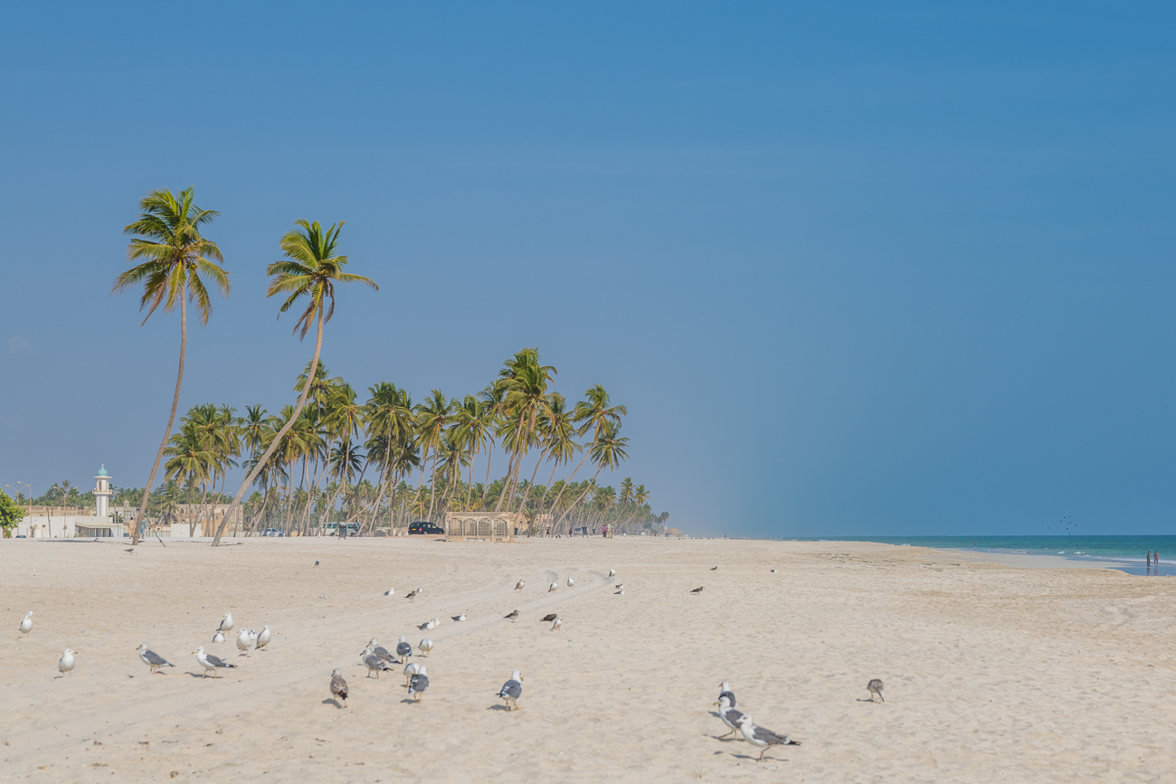 Palmen am Strand