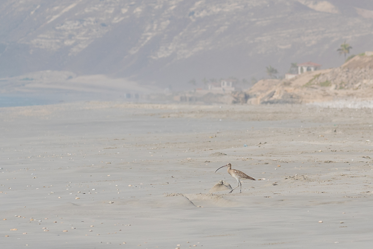 Menschenleer, nur ein Ibis sucht nach Futter