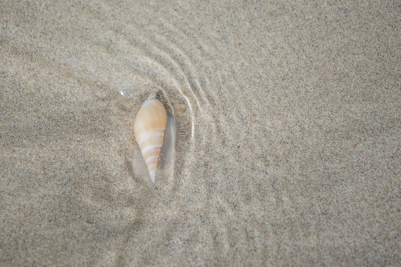 Schnecke