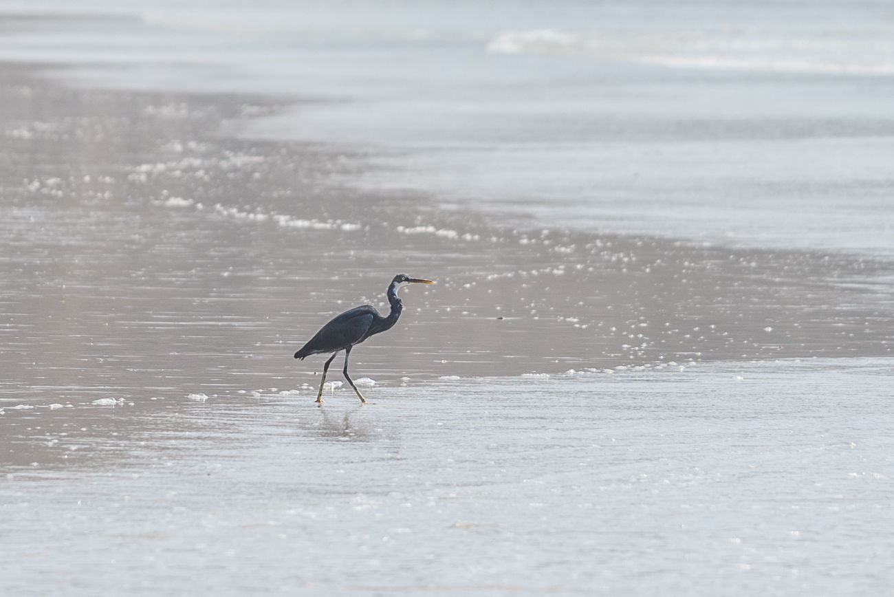 Noch ein (tierischer) Fischer