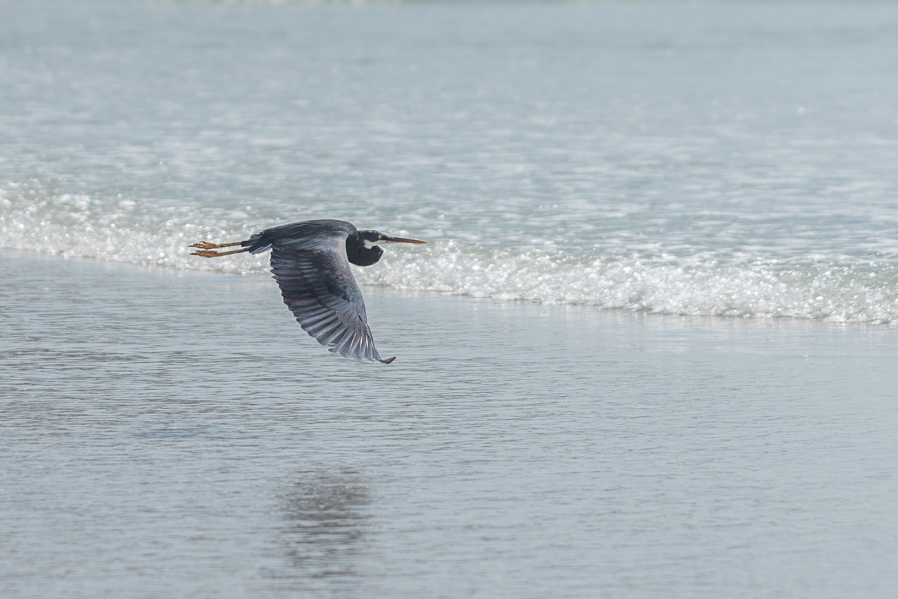 Da fliegt er, der Reiher