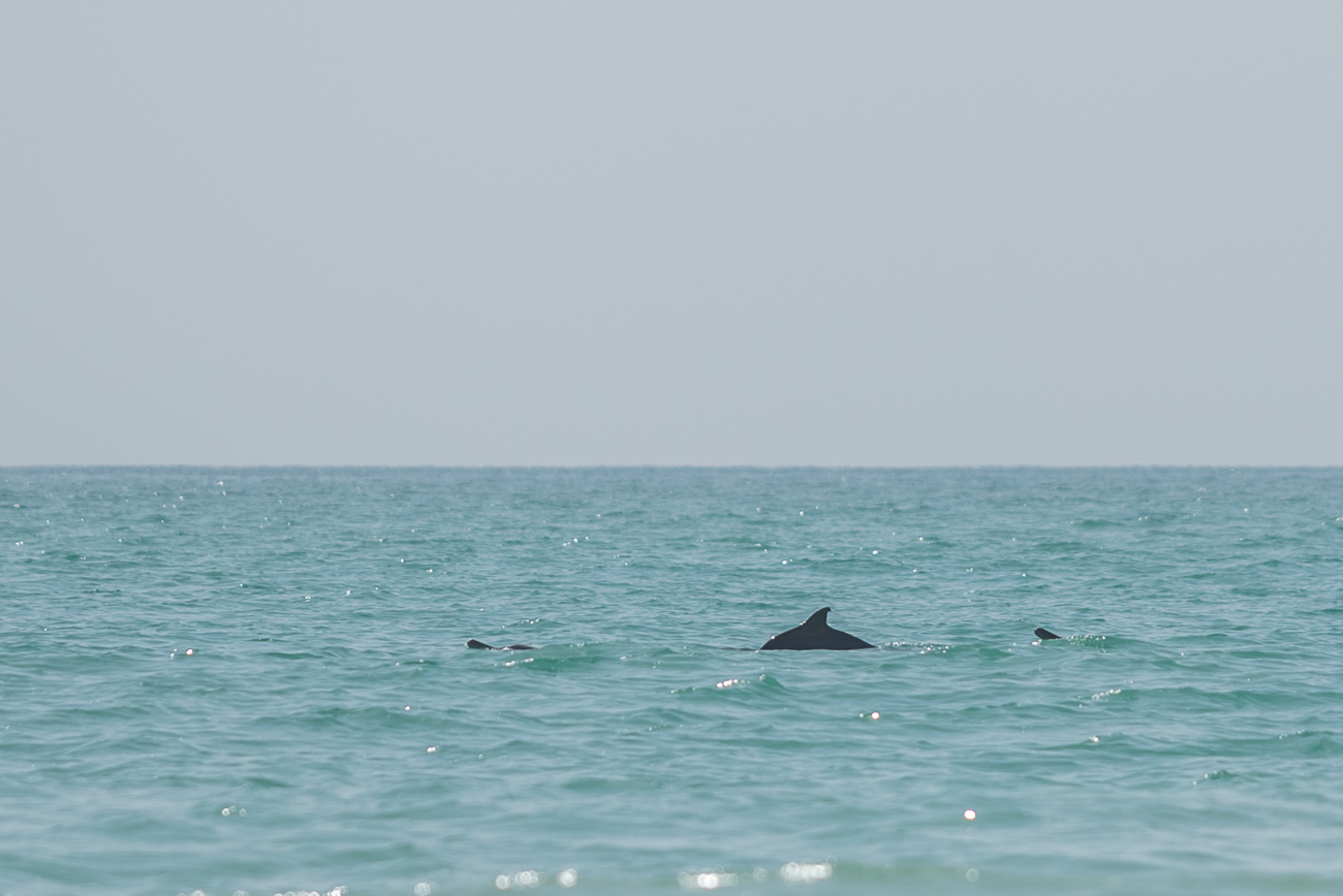 Delfine schwimmen am Strand entlang