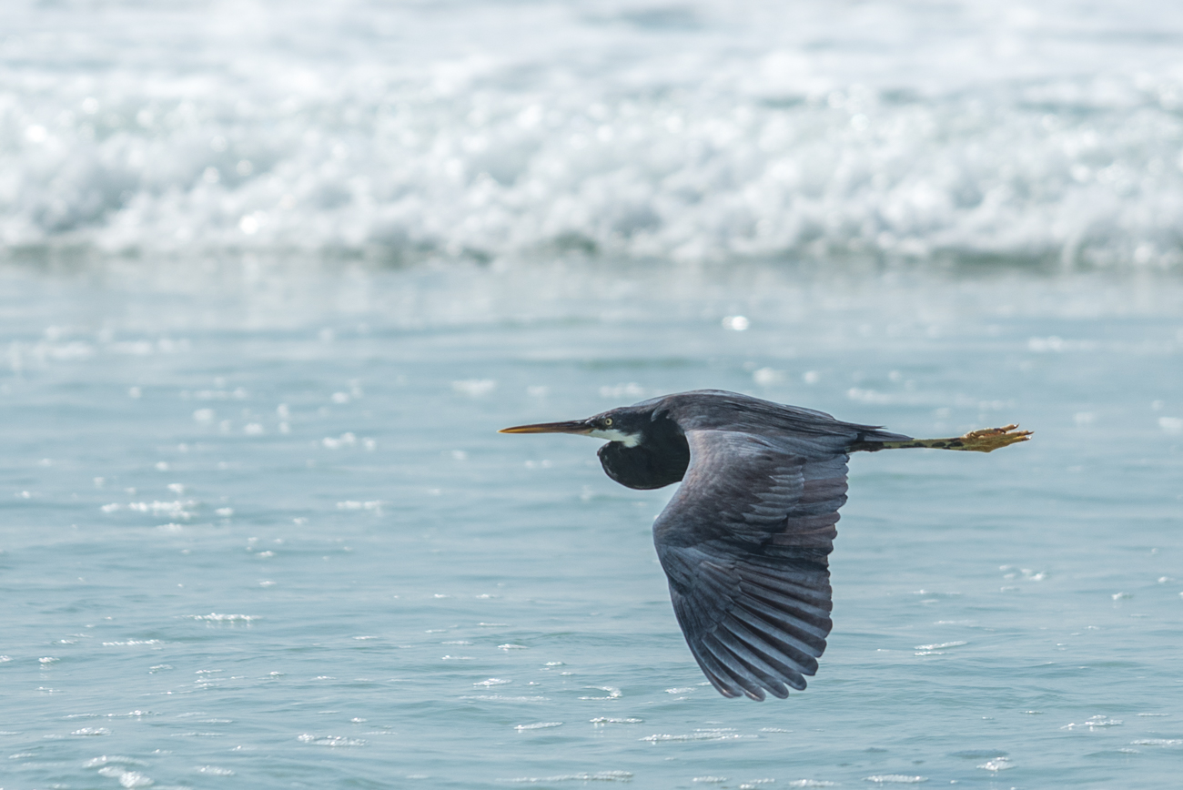 ... des großen Vogels