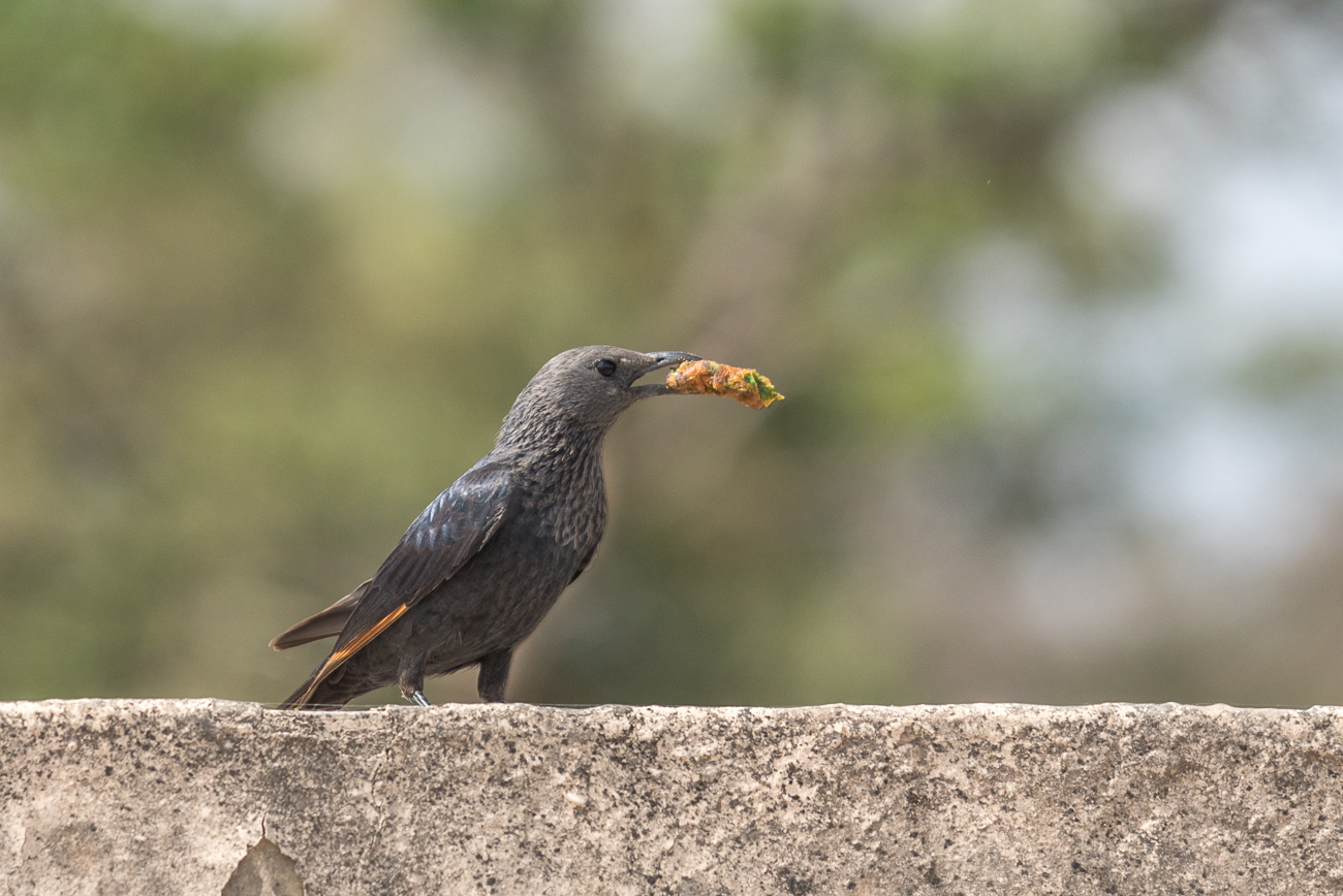 Noch ein hungriger Vogel