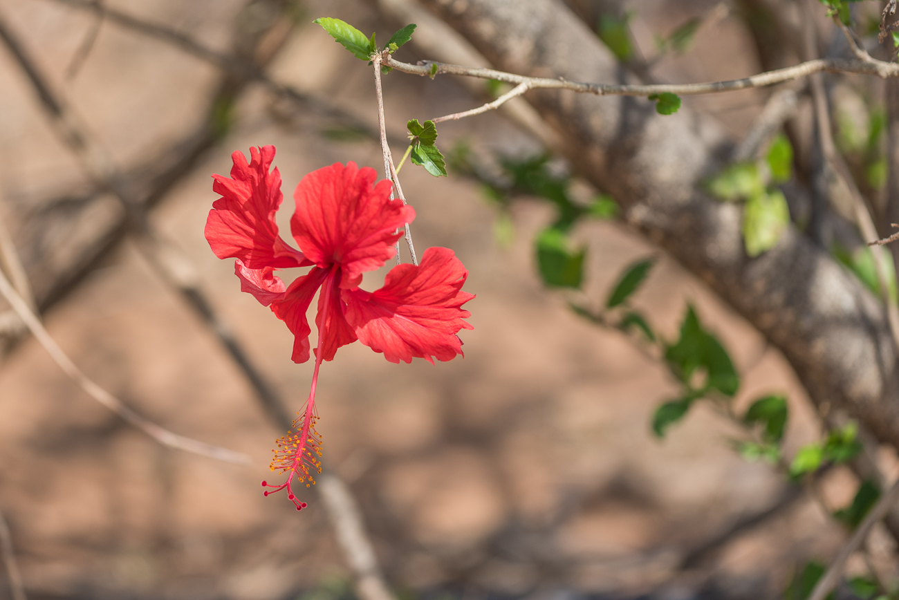 Hibiskusblüte