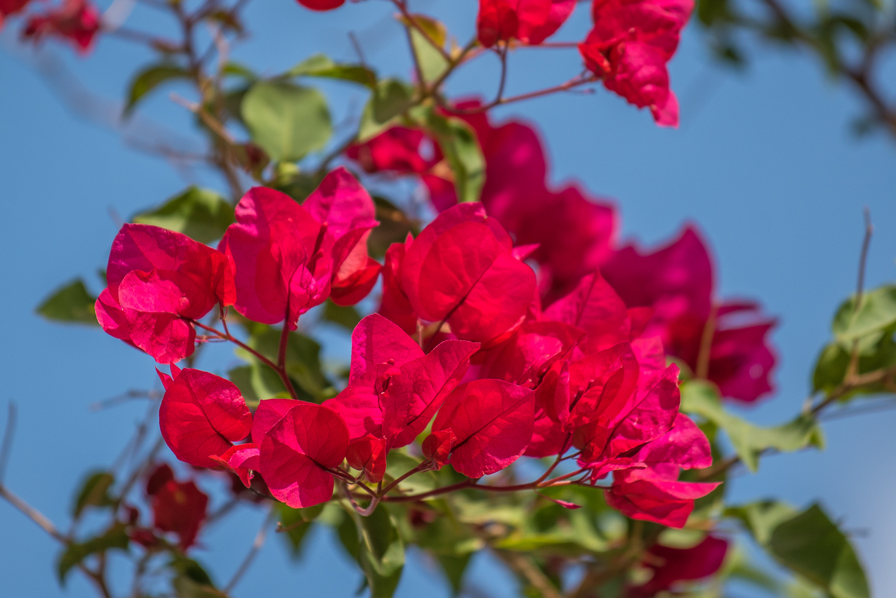Mir unbekannte Blüten