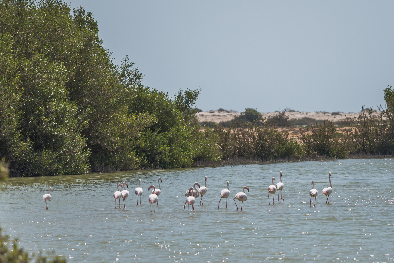Weiter nördlich gibt es eine weitere Lagune mit u. a. Flamingos