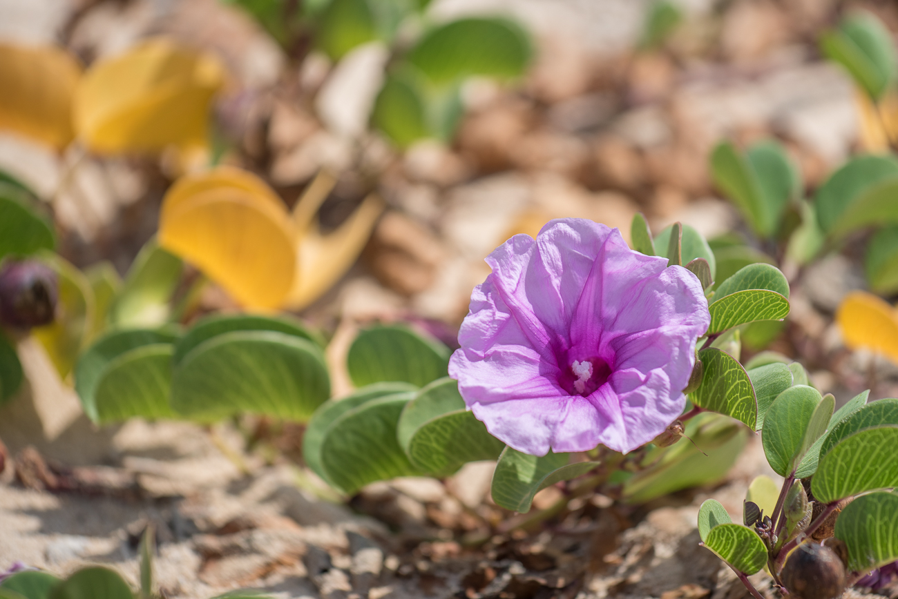 Schöne Blüten inklusive