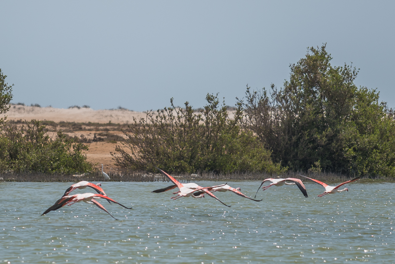 Hinter den fliegenden Flamingos ist noch ein Reiher auszumachen