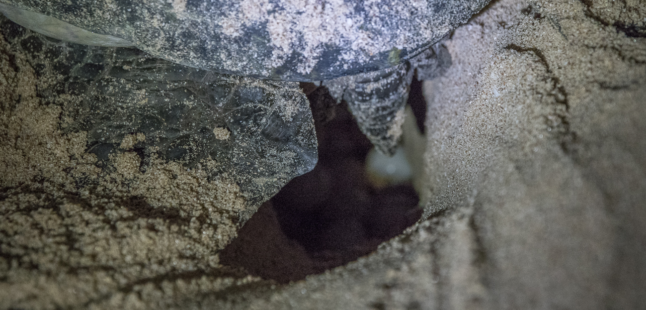Green Turtle beim Eierlegen
