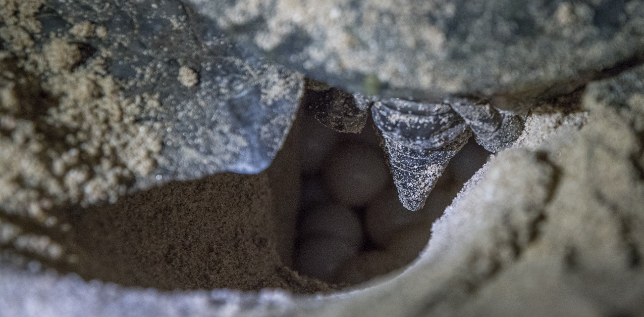 Green Turtle beim Eierlegen
