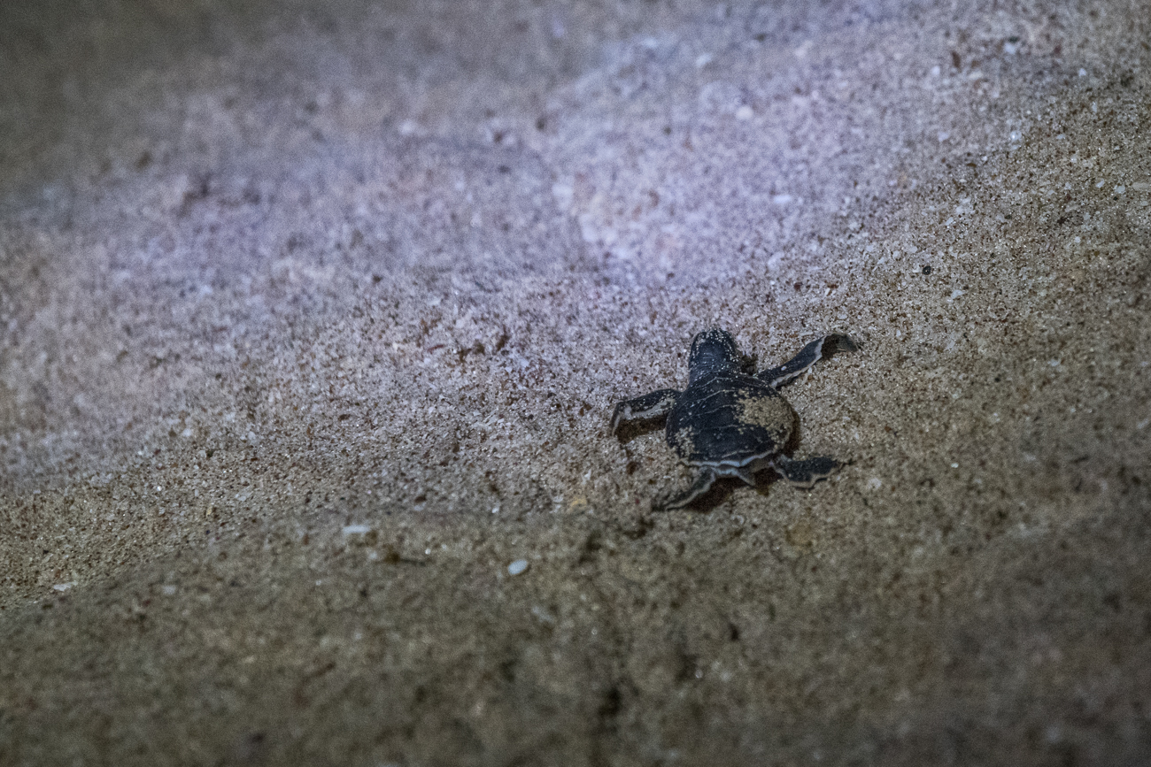 ... aber langsam und mit Pausen arbeitet sich das Schildkrötchen zum Wasser weiter