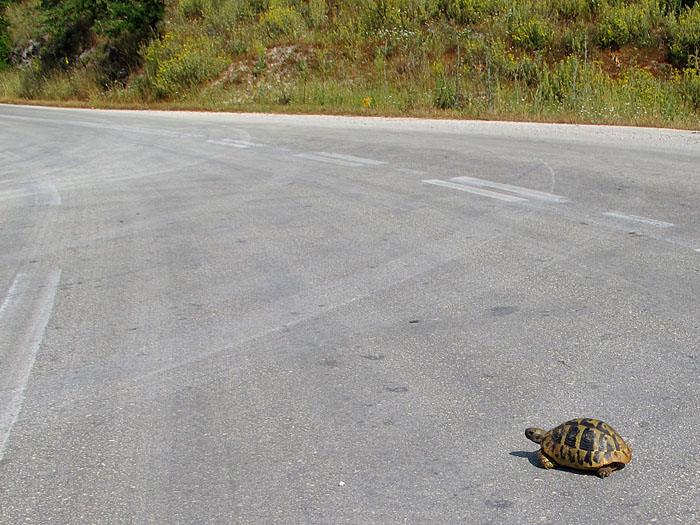 Plötzlich raste die Schildkröte direkt vor unsere Räder ;-)