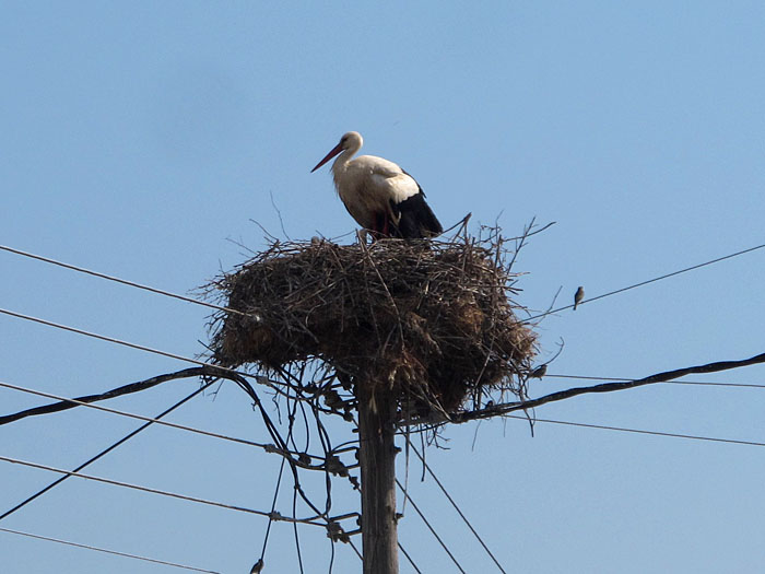Verkabelter Storch