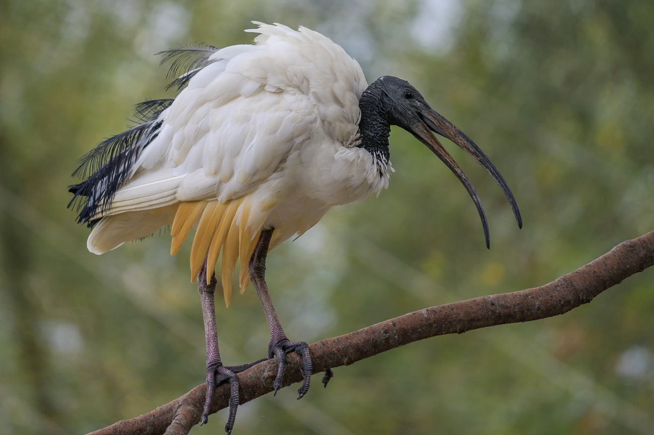 Ibis