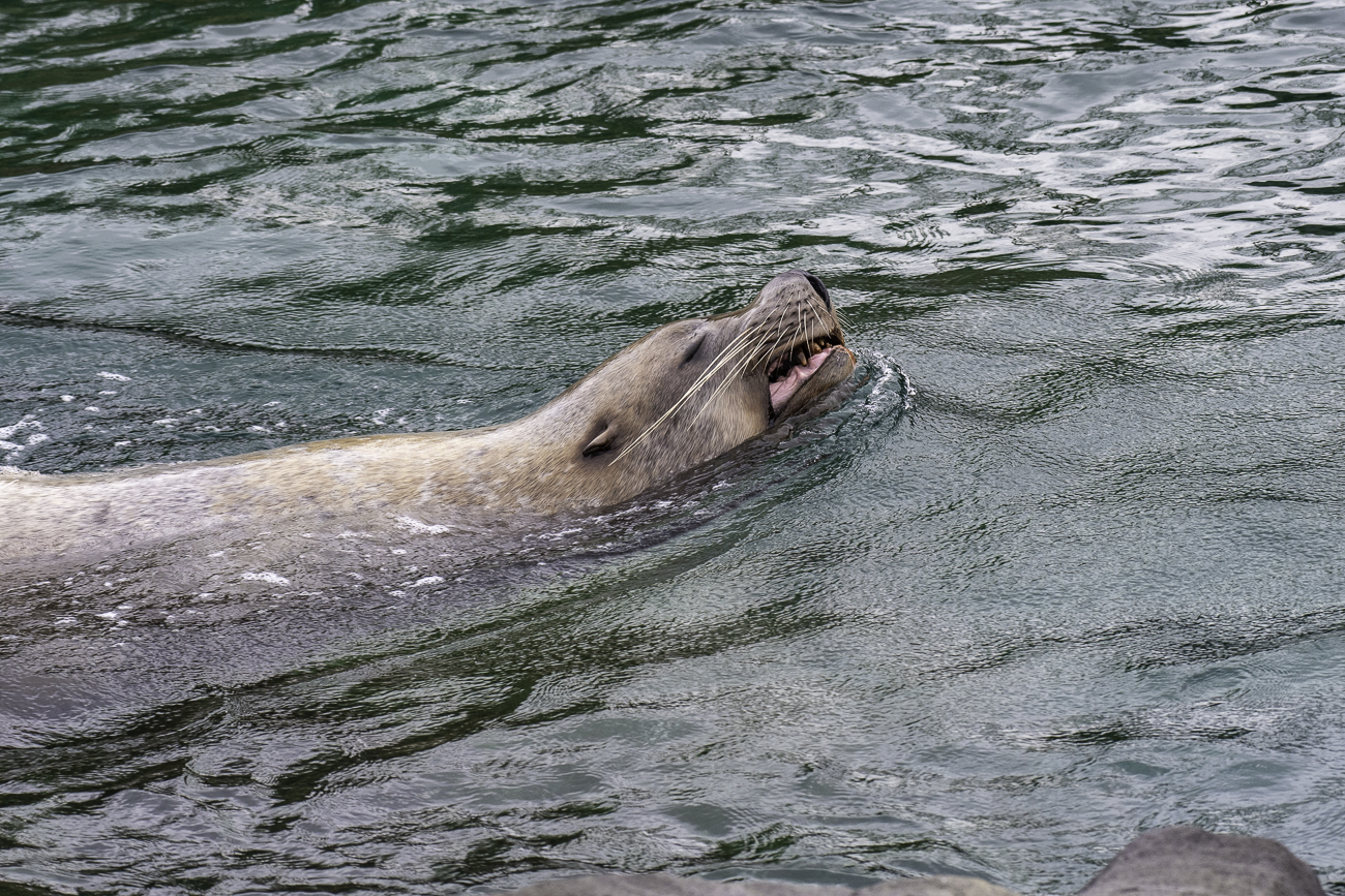 Seelöwe