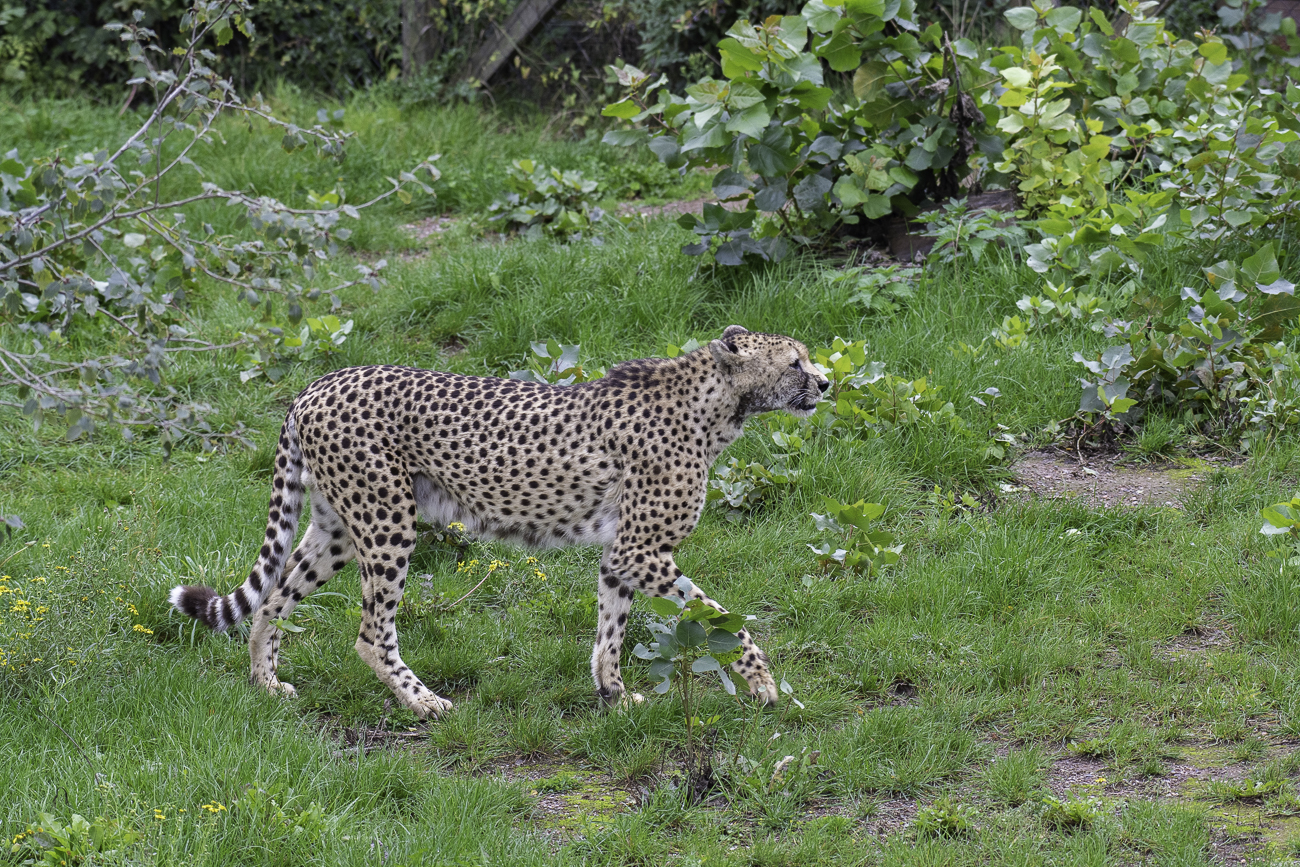 Gepard