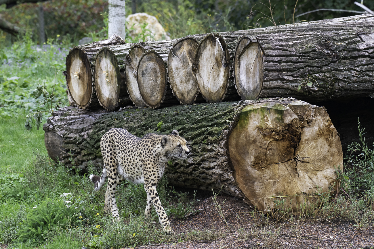 Gepard