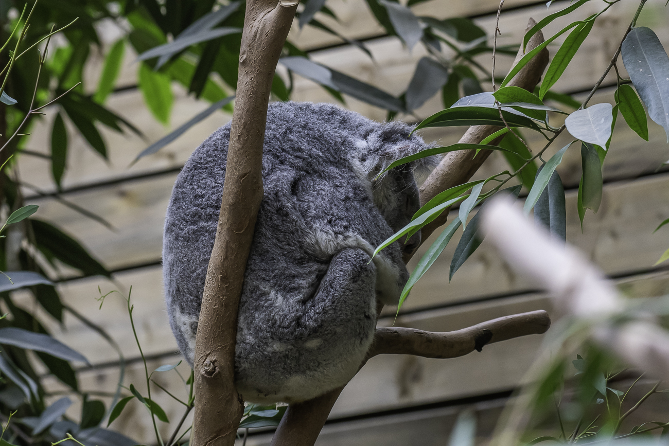 Koala