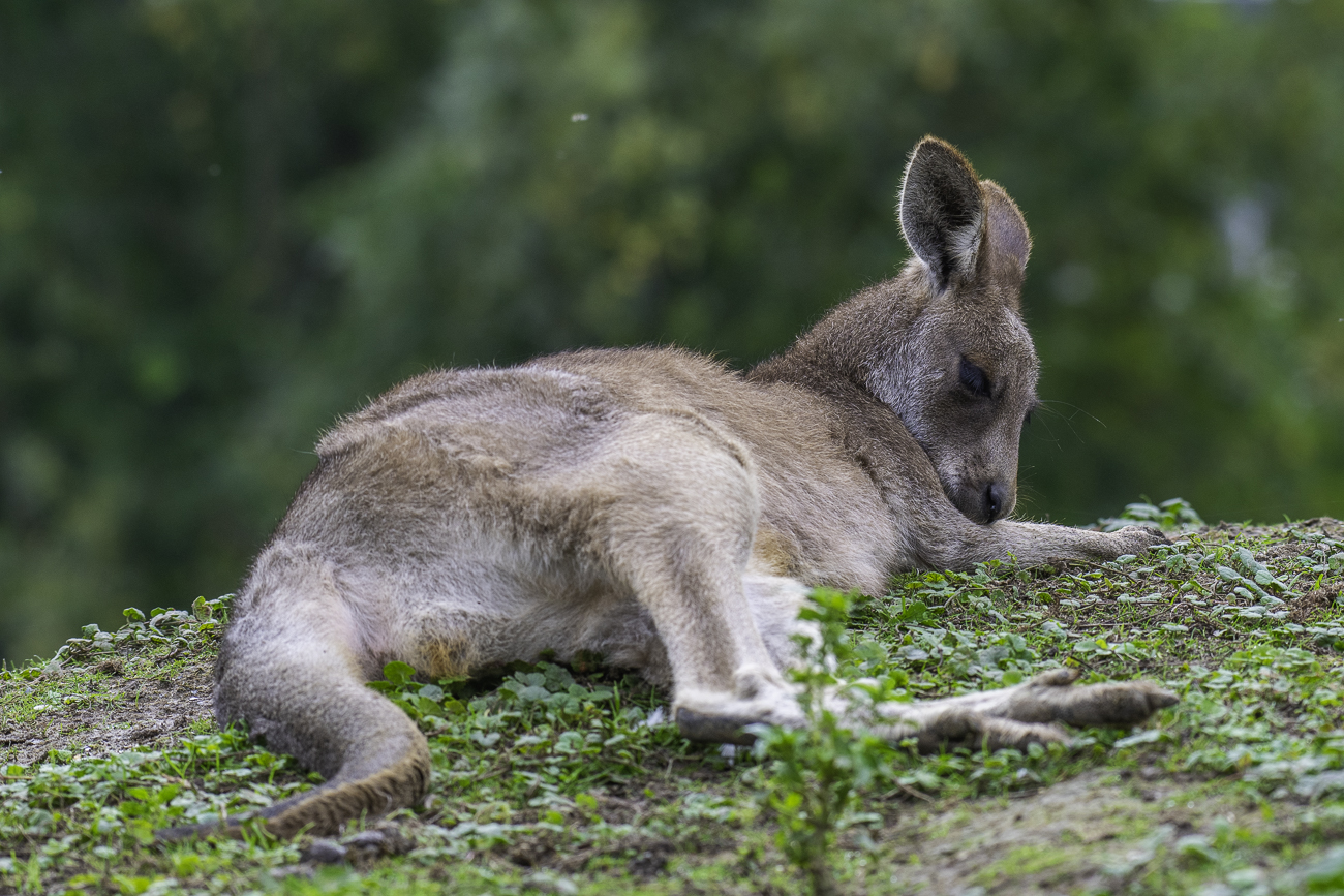 Känguru