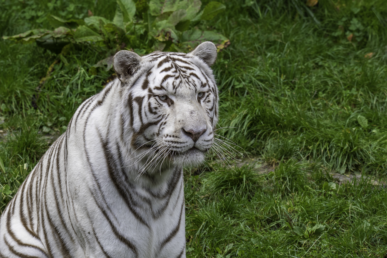 Weißer Tiger